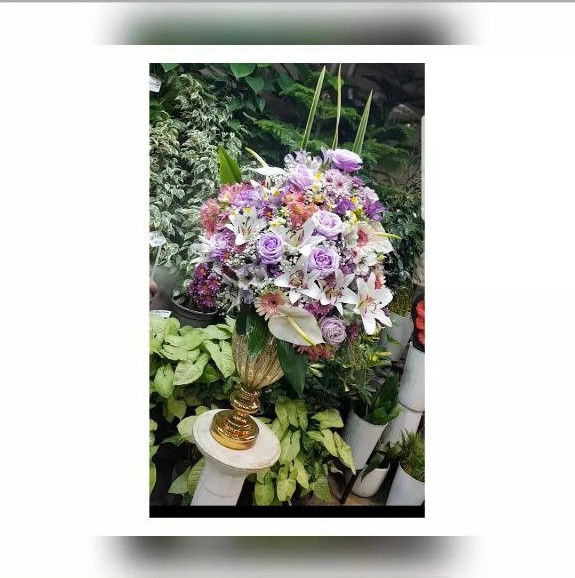 جامگل نازلی